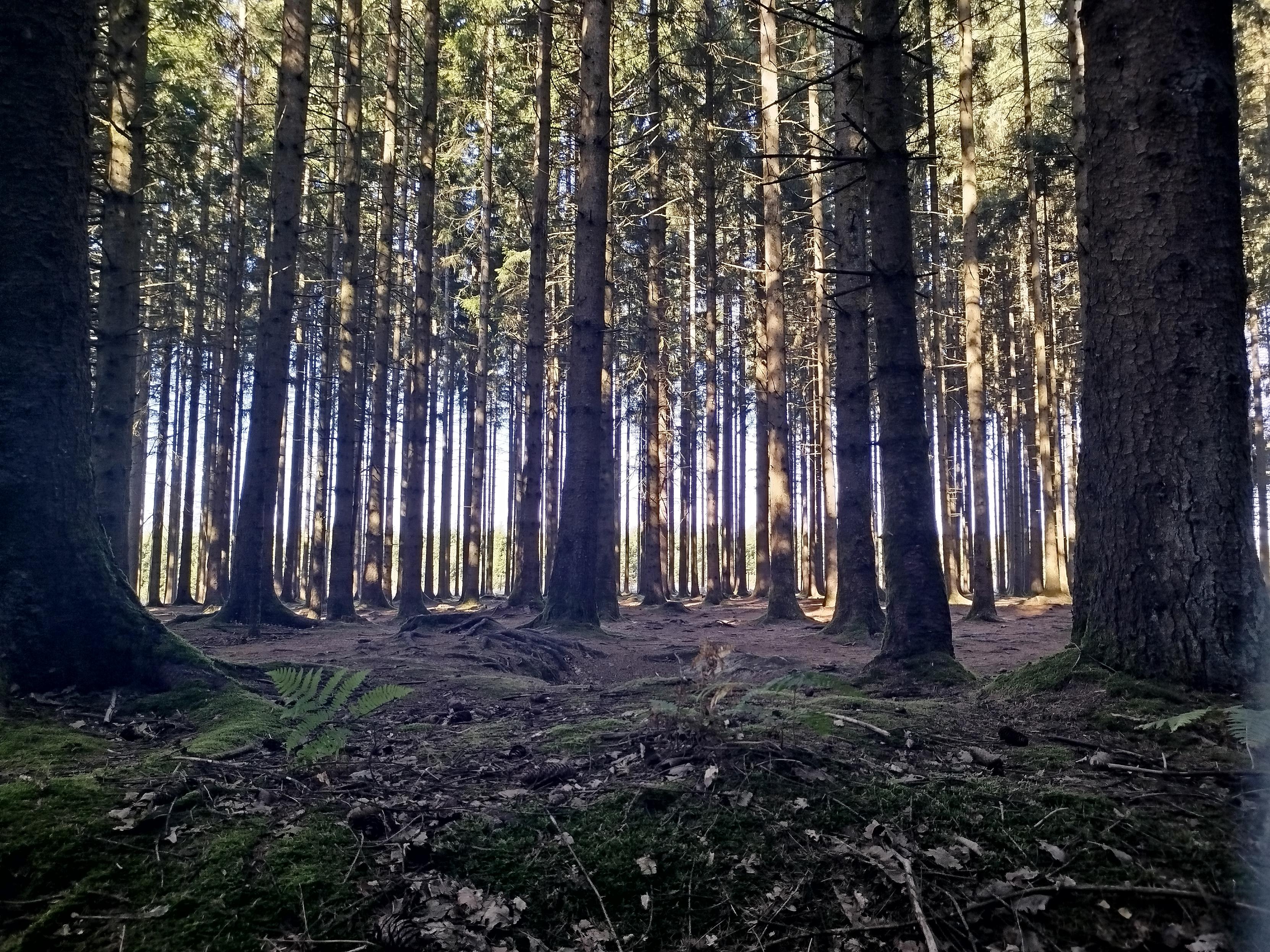 Bastogne inguruko basoa, gordetako estatubatuarren lubakiekin.