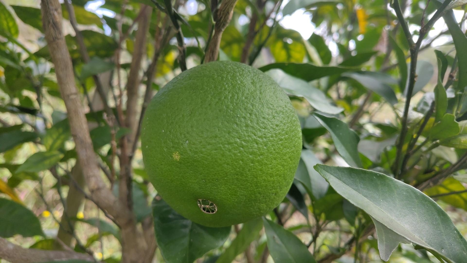 Laranja. Singularrean. Bat dauka. Berdea eta handia.